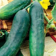 CUCUMBER_GENEREUX_MOD FIN